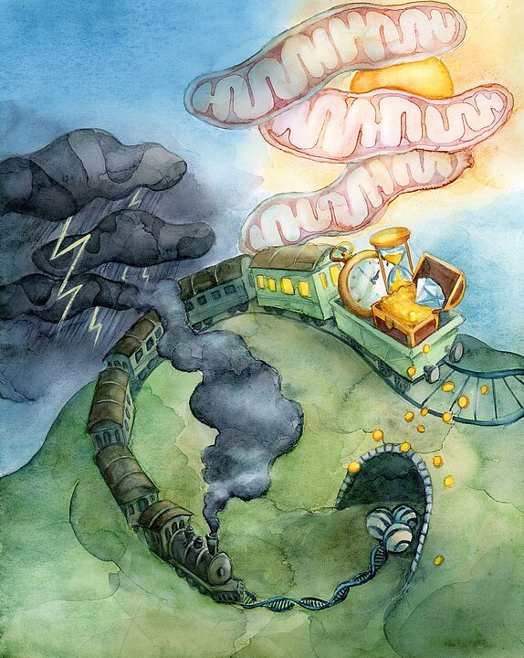 Grafische Darstellung des Prozesses in Form einer Illustration: CxUb ist die letzte Einheit des Polyubiquitin-Gens, hier dargestellt durch einen fahrenden Zug, der an seinem Ende einen hellen Wagen mit einem wertvollen Trolley transportiert, der das C-Terminal verlängerte Ubiquitin symbolisiert, kurz CxUb. Der Zug fährt von einem stürmischen Himmel mit abnormalen/dunklen mitochondrienförmigen Wolken, die Stress darstellen, zu einem sonnigen Himmel voller gesunder/heller Mitochondrien, dank des Schutzes durch CxUb.