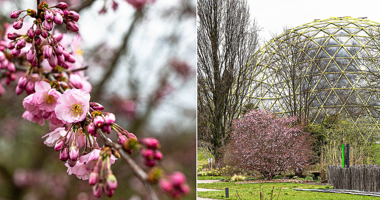 Nahaufnahme der rosa Blüten der Zierkirsche und die gesamte Pflanze mit dem Kuppelgewächshaus im Hintergrund (rechts).
