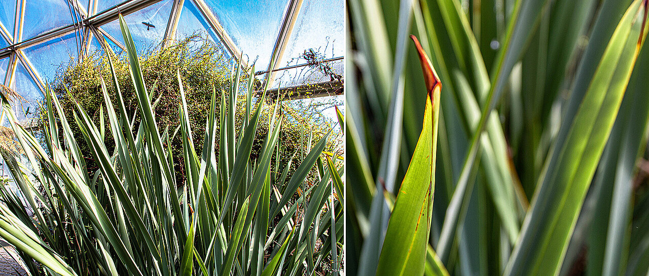 Neuseeländische Flachs, Gesamtpflanze und Detail eines Blattes