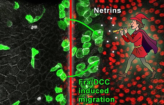Illustrative image: a microscope image shows how metastases move through the body. A drawn Pied Piper leads them on their way with his flute.