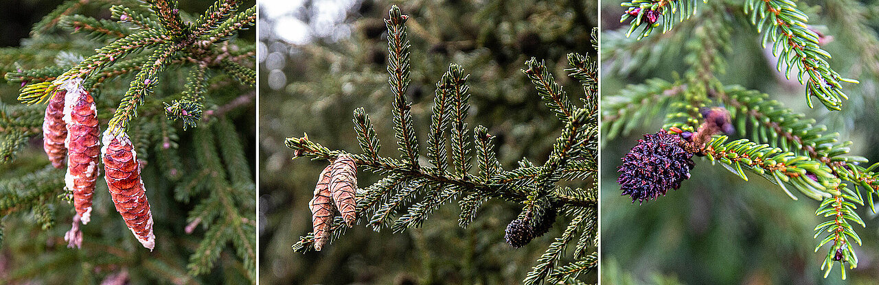 Zapfen an einer Kaukasusfichte sowie Gallen, die eine Blattlaus verursacht.