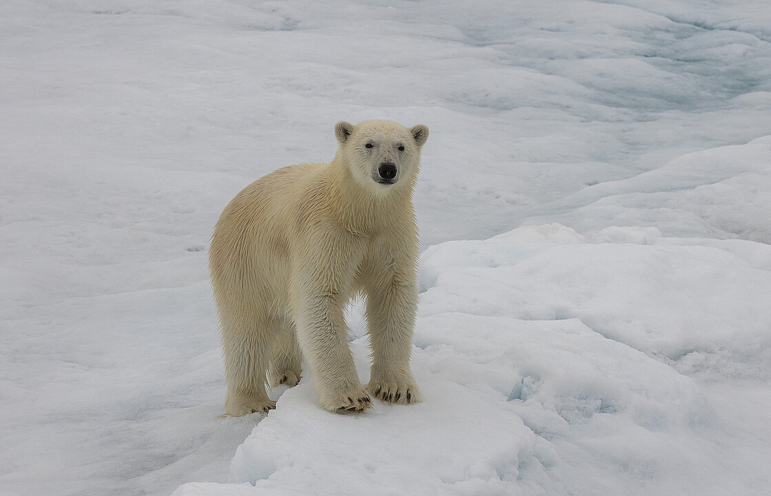 Eisbär auf einer Eisscholle