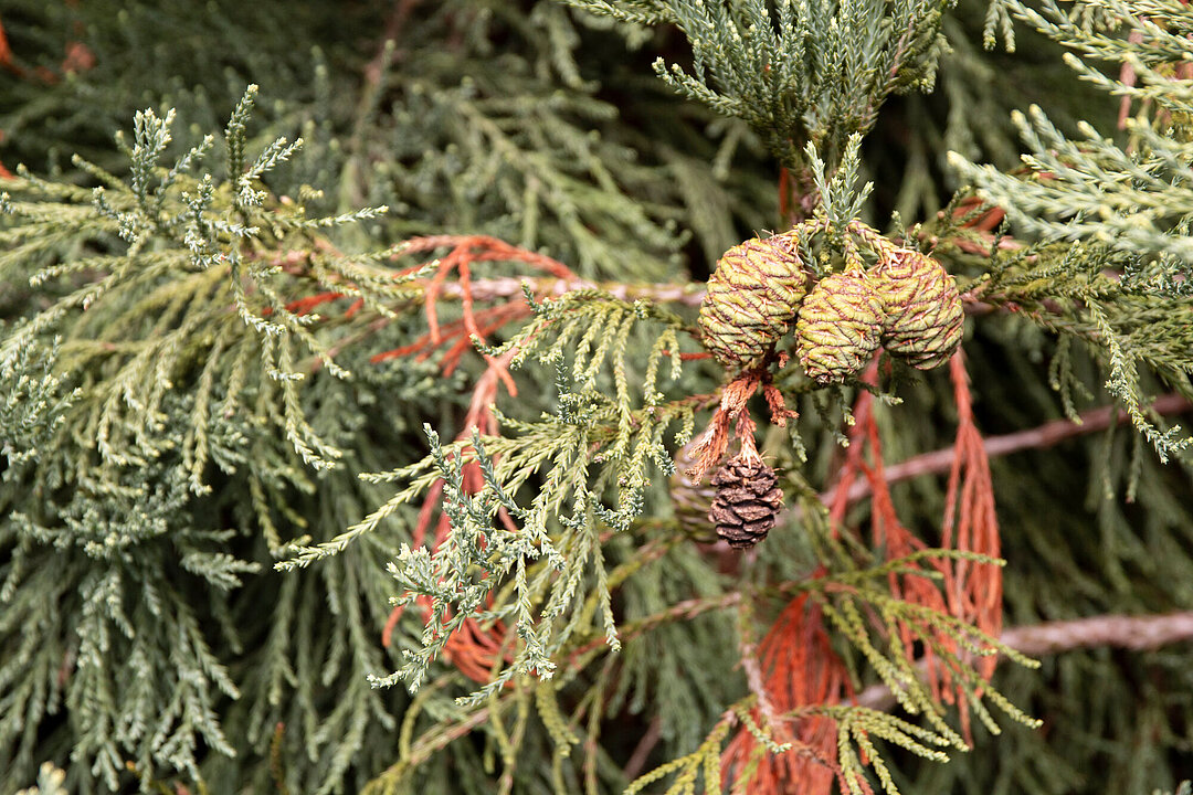 Detail Berg- oder Riesenmammutbaum
