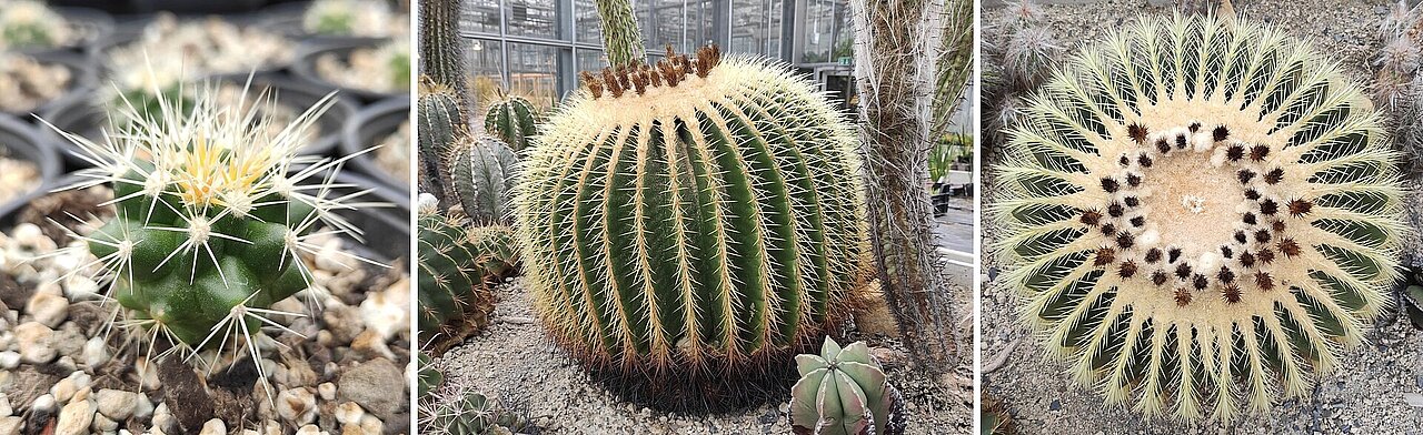 Drei Fotos von Goldkakteen; links eine nute Pflanze, in der Mitte ein älteres Exemplar, das schon wie eine Kugel aussieht; rechts die Goldkaktee von oben.