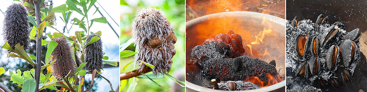Banksien, Blüten- und Fruchtstände und Experiment, bei dem eine Samenkapsel mit dem Gasbrenner angezündet wird.