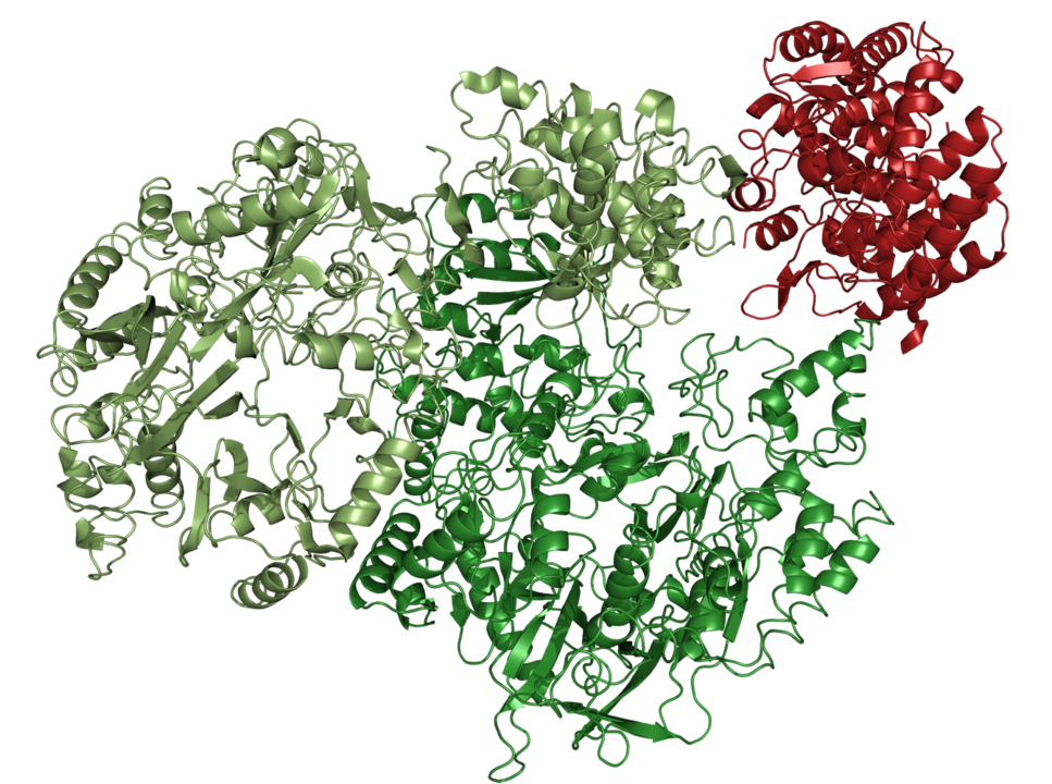 Proteinstruktur; eine größere grüne Struktur links trifft auf eine rote Struktur rechts oben. 