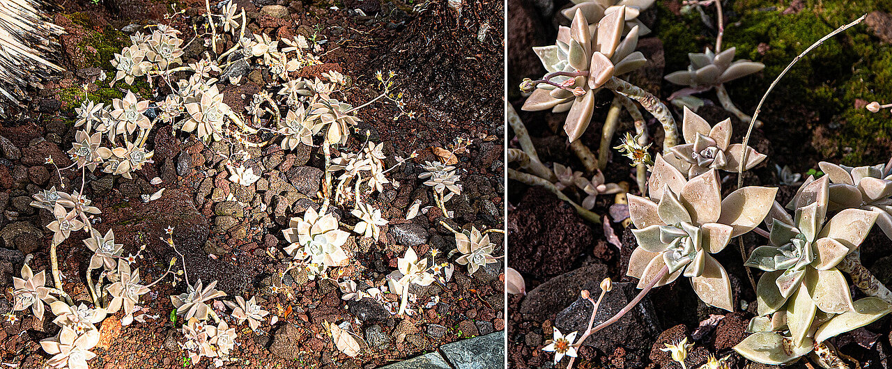 Punktierte Felsenrose, Gesamtpflanze und einzelne Blüten 