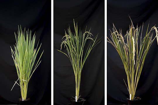 Drei nebeneinander stehende Fotos von Reispflanzen in verschiedenen Wachstumsphasen.