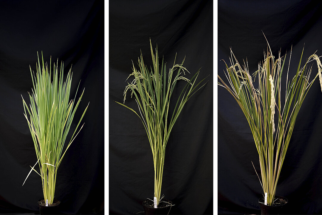 Drei nebeneinander stehende Fotos von Reispflanzen in verschiedenen Wachstumsphasen.