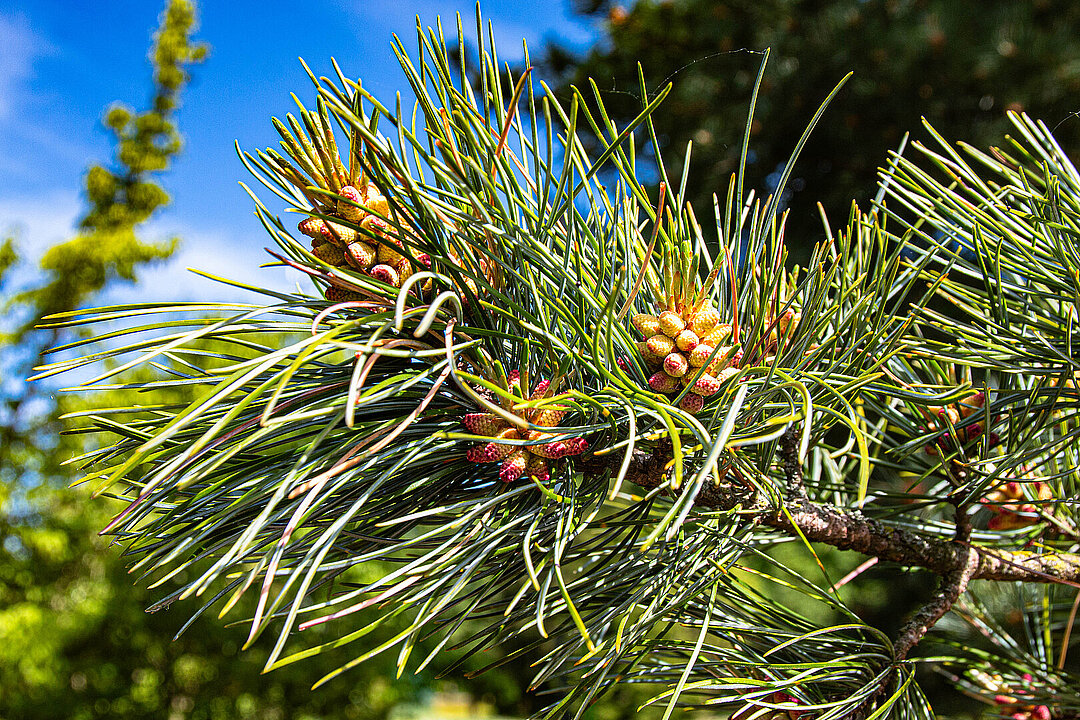 Kiefernastspitze mit jungen Zapfen