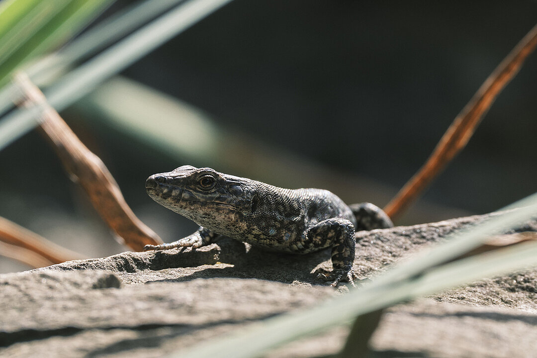 Eine Echse in Nahaufnahme