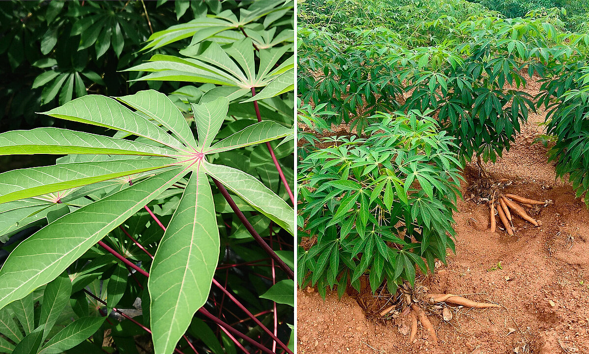 Foto einer Maniok-Pflanze in Nahaufnahme der Blätter und mit Wurzelballen