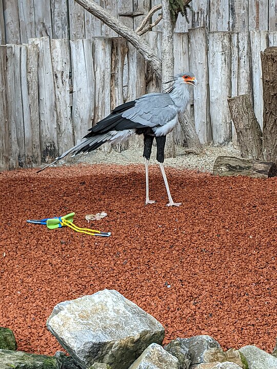 Ein Vogel der Gattung Sekretär in einem Gehege. Vor ihm liegt ein bunter Gegenstand.