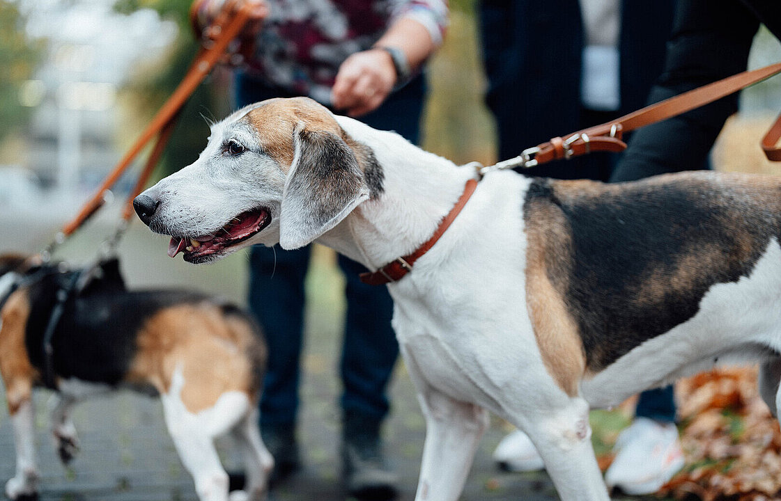 Rehoming_1_Myra_061124