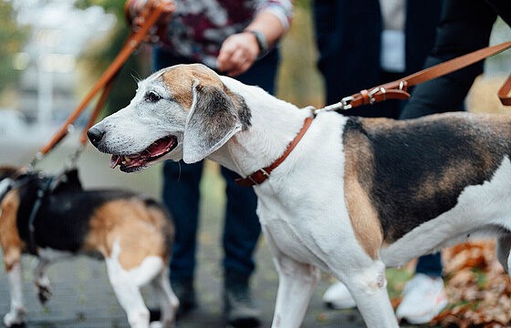 Rehoming_1_Myra_061124