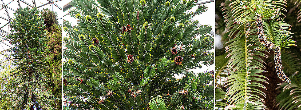 Die Wollemie im Kuppelgewächshaus mit weiblichen und männlichen Zapfen