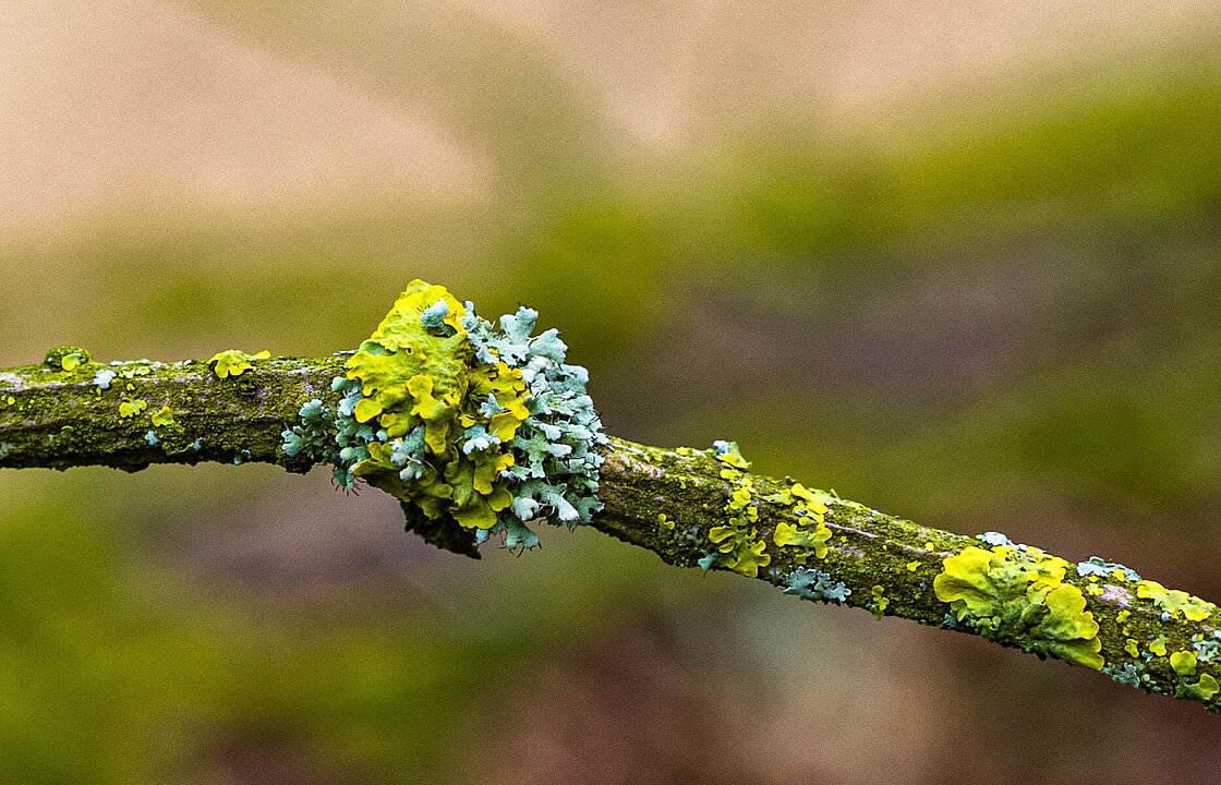 Zwei Flechten an einem dünnen Ast.
