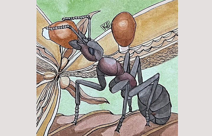 Ein gezeichnete Ameise sammelt runde Samen