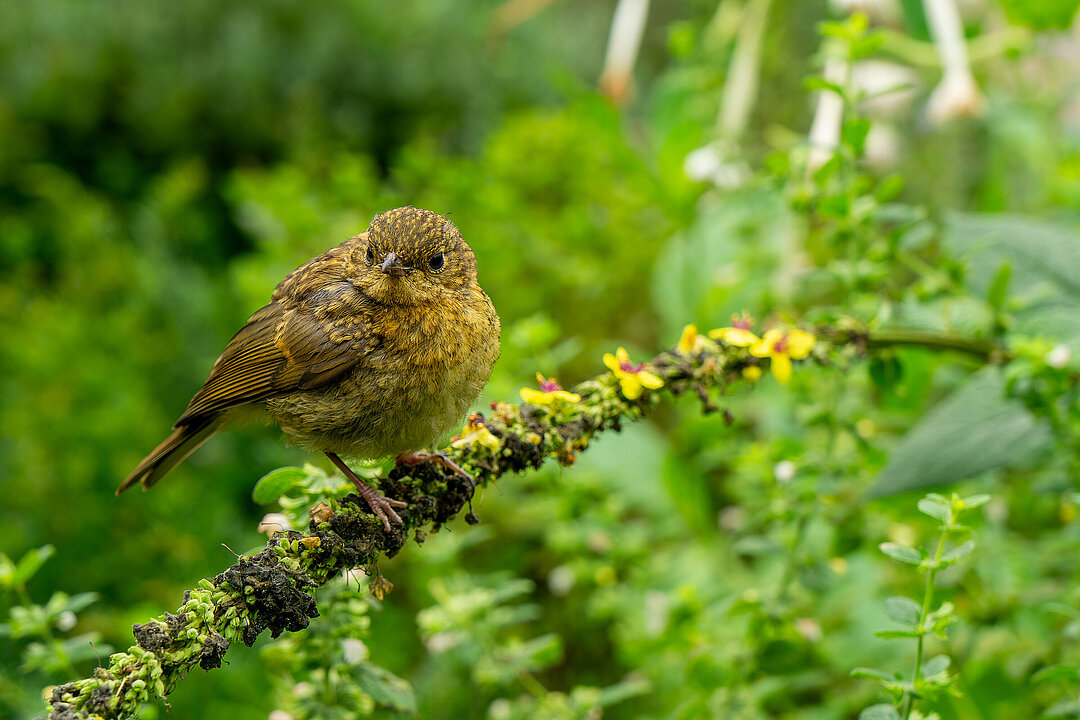 Ein Vogel sitzt auf einem Ast vor grünem Hintergrund