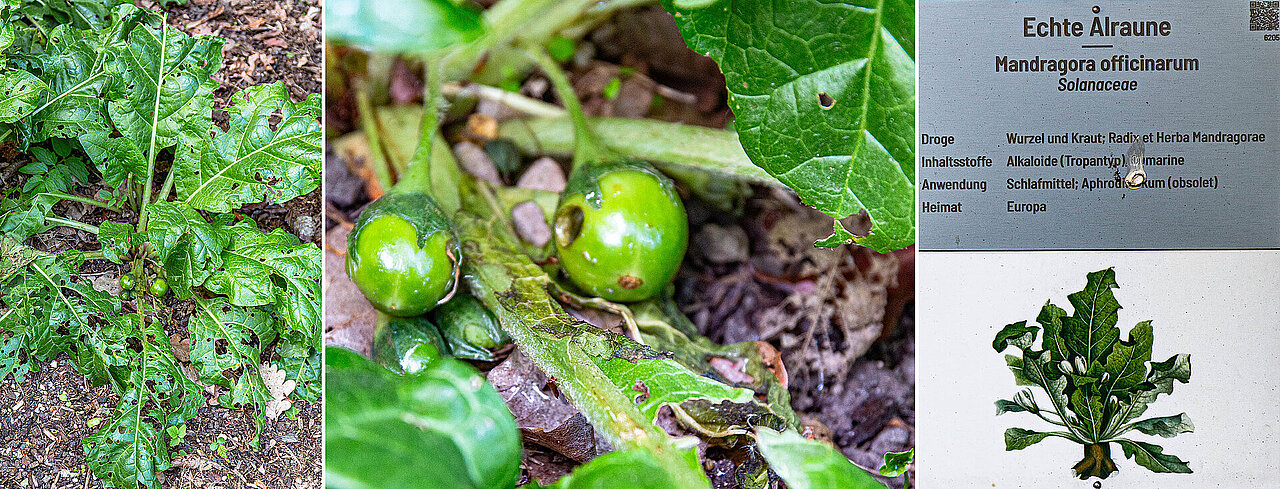 Echte Alraune, Pflanze, Früchte und Informationstafel