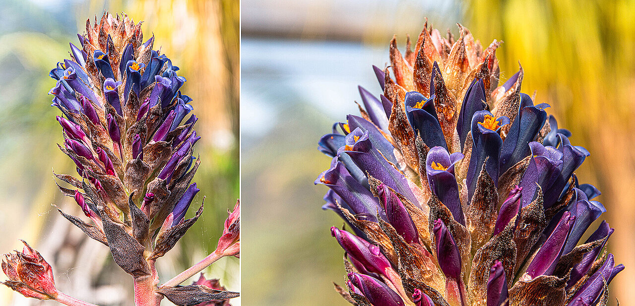 Gesamtblütenstand einer Puya venusta und Detailaufnahme einzelner Blüten