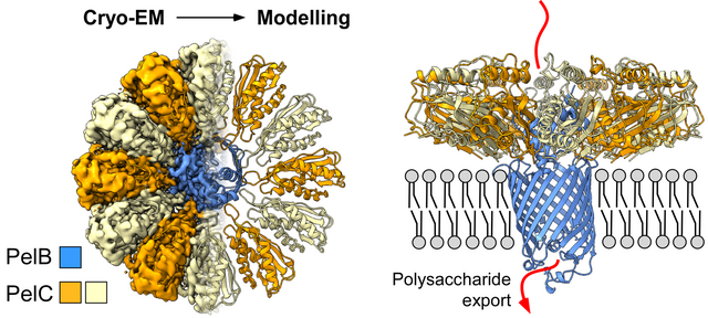 Illustration of the transport complex within the cell membrane of the bacterium Pseudomonas aeruginosa. 