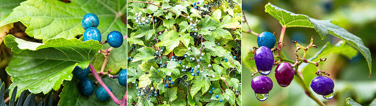 Verschiedene Ansichten der Ussuri-Scheinrebe mit auffällig blauen bis violetten Beeren.
