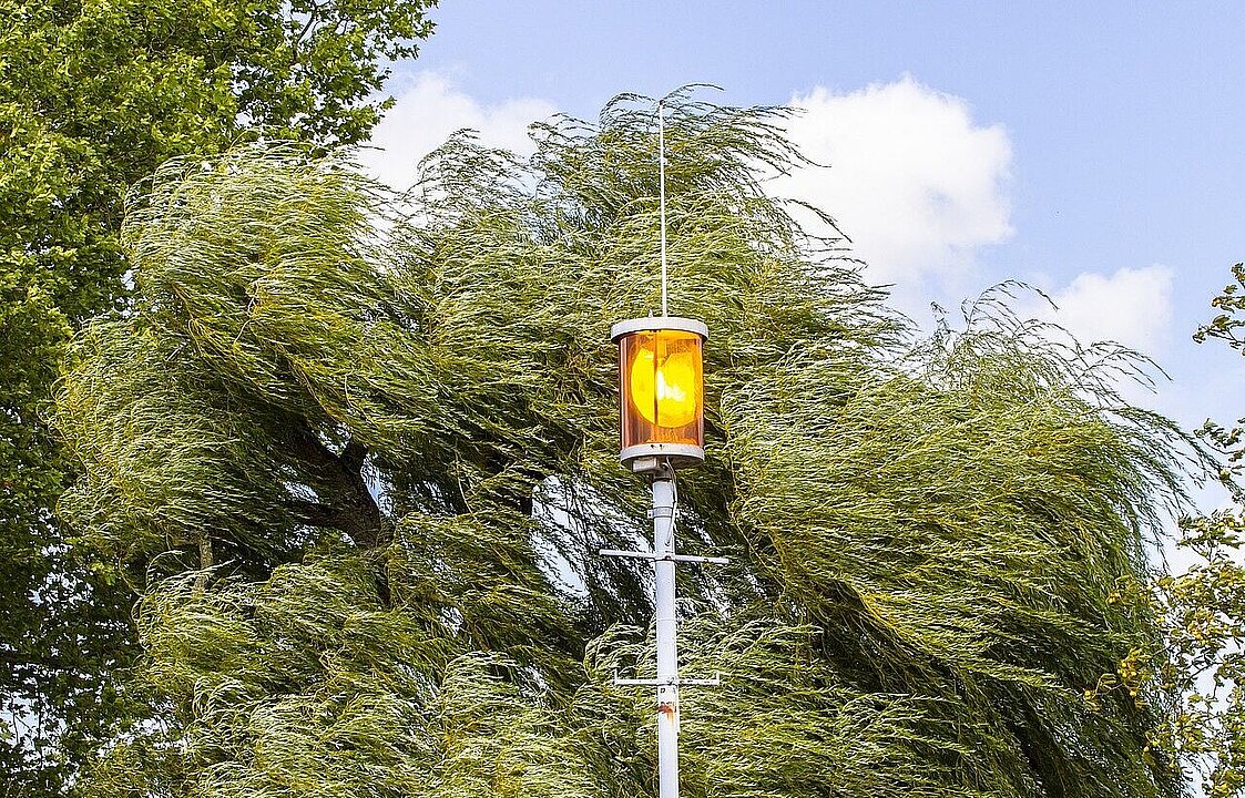 Bäume im Wind und eine blinkende Lampe