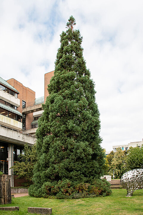 Berg- oder Riesenmammutbaum