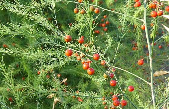 grüne Ästchen einer Spargelpflanze mit kleinen rooten Beeren