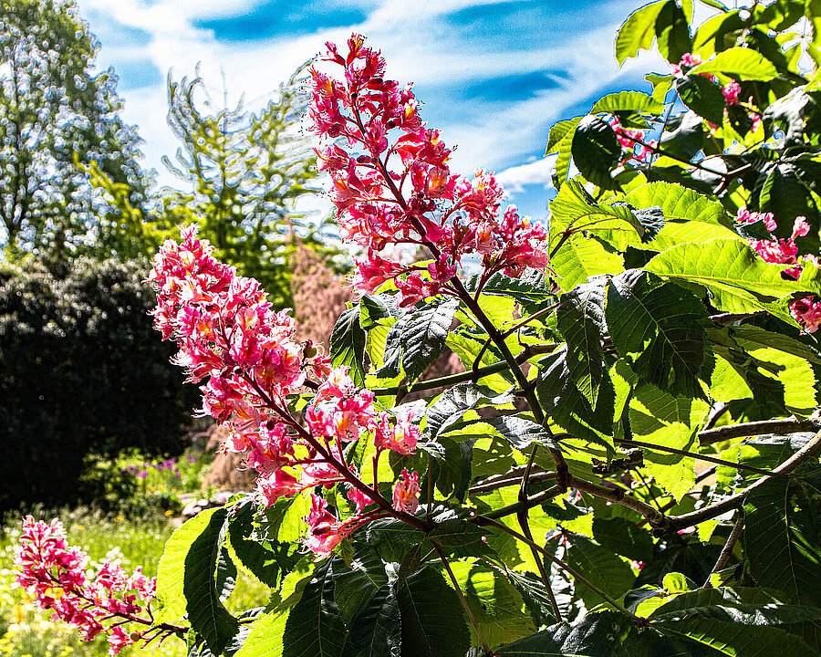 Blüten einer Roten Rosskastanie