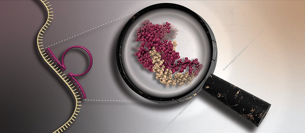 An einem stilisierten DNA-Strang koppelt ein DNAzym, das an zwei Seiten auf der DNA aufsitzt und in der Mitte eine Schleife zeigt, die den aktiven Teil des DNAzyms symbolisiert. Eine Lupe vergrößert den aktiven Teil und zeigt deren Proteinstruktur.