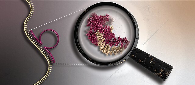 An einem stilisierten DNA-Strang koppelt ein DNAzym, das an zwei Seiten auf der DNA aufsitzt und in der Mitte eine Schleife zeigt, die den aktiven Teil des DNAzyms symbolisiert. Eine Lupe vergrößert den aktiven Teil und zeigt deren Proteinstruktur.