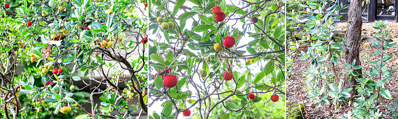 Blätter, Früchte und Stockaustrieb am Boden beim Erdbeerbaum (Arbutus).