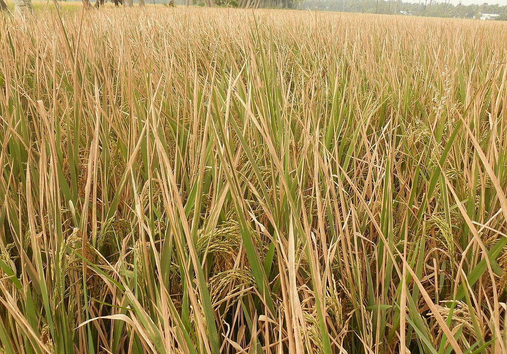 Photo of infected rice plants