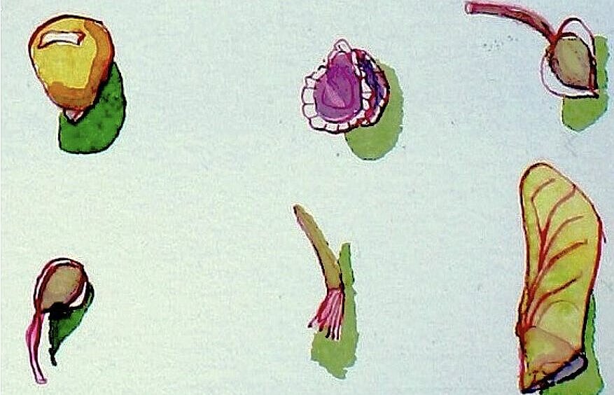 Gezeichnete Samen von verschiedenen Pflanzen