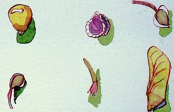 Gezeichnete Samen von verschiedenen Pflanzen