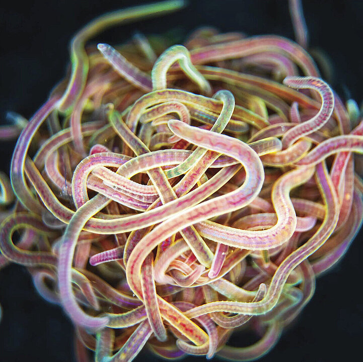 Knäuel aus Glanzwürmern, Mikroskopaufnahme