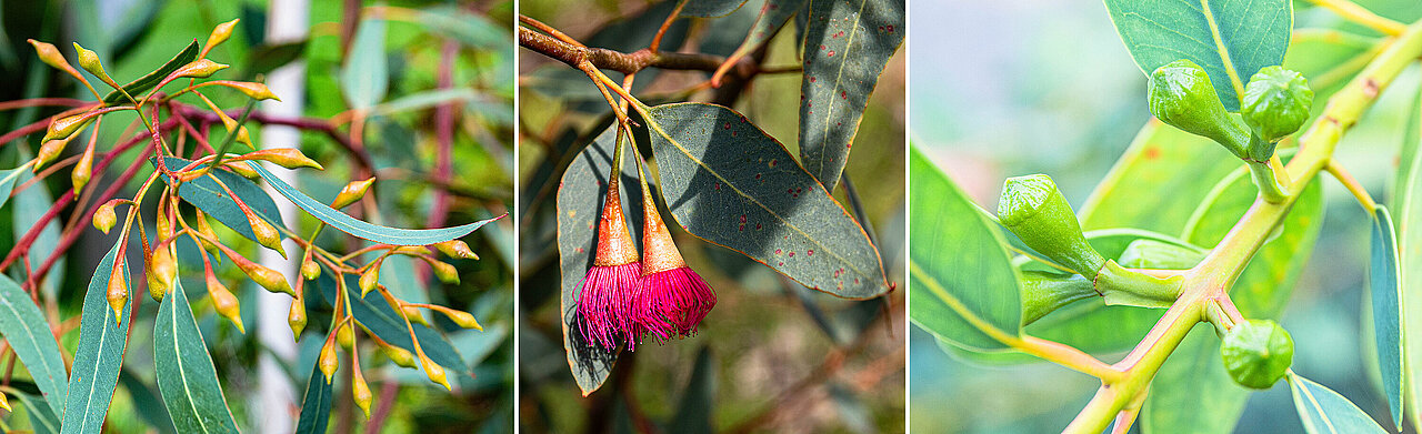 Blätter, Blüten und Kapseln von Eukalyptus.