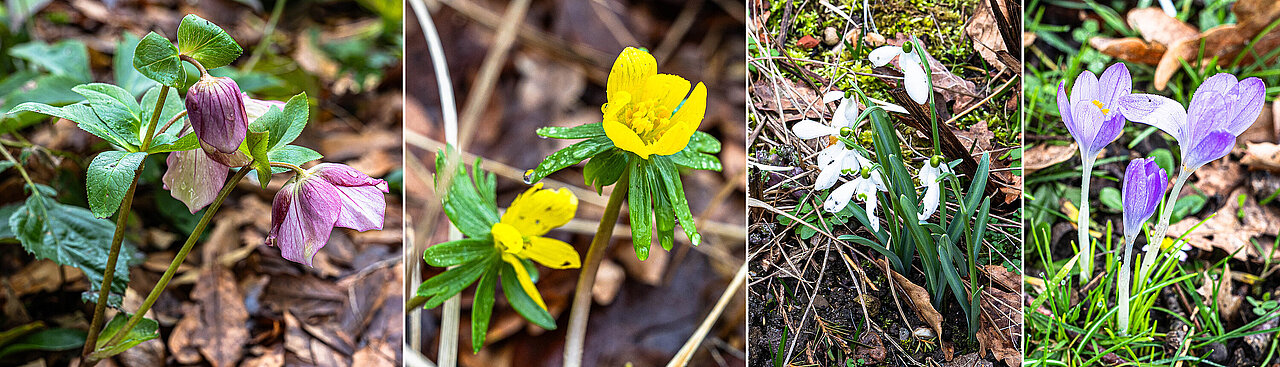 Fotos von vier blühenden Pflanzen: violette Christrose, gelber Winterling, weiße Schneeglöckchen, lila Krokuse