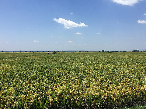 Reisfeld in Kenia unter blauem Himmel