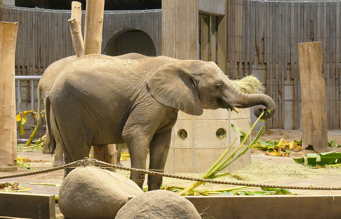 Eine Elefantenkuh hält einen Bananenstamm im Rüssel.