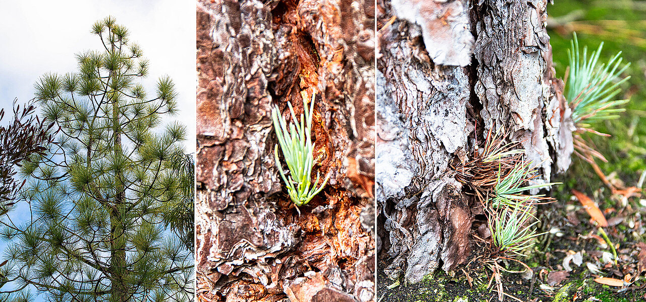 Krone und Triebe der Kanaren-Kiefer (Pinus canariensis).
