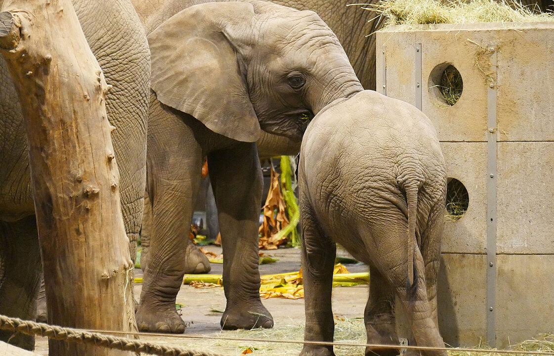 Zwei Elefantenkälber fressen an einer Heuraufe.