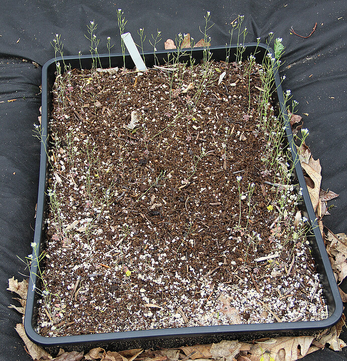 Schwarze Pflanzschale auf Folienuntergrund, in der viele kleine, teilweise weiß blühende Arabidopsis-Pflänzchen wachsen.