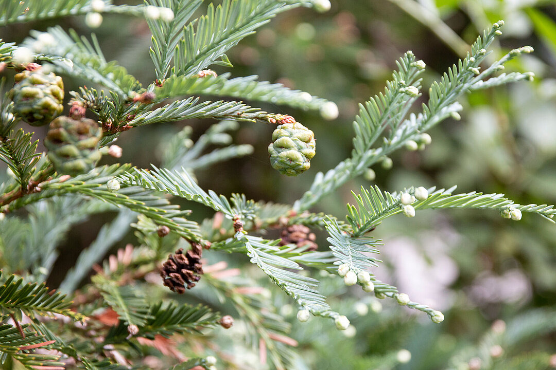 Detail Küstenmammutbaum