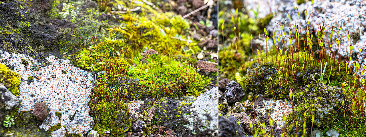 Links auf dunklem Vulkangestein hellgraue Flechten und grüner Moos; rechts Nahaufnahme von Mosspflanzchen, mit zarten Stengeln und Blättchen.