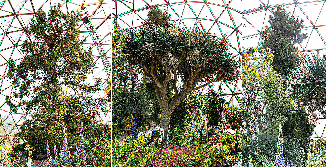 Drei verschiedene Bäume in der Kuppel