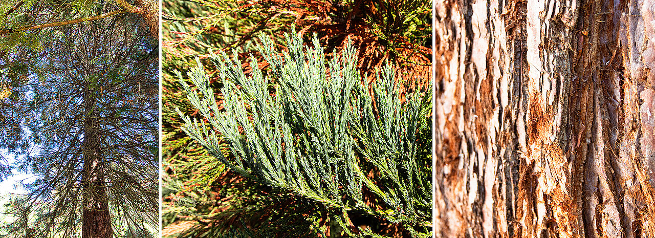 Krone, Ast und Borke des Bergmammutbaums (Sequoiadendron giganteum).