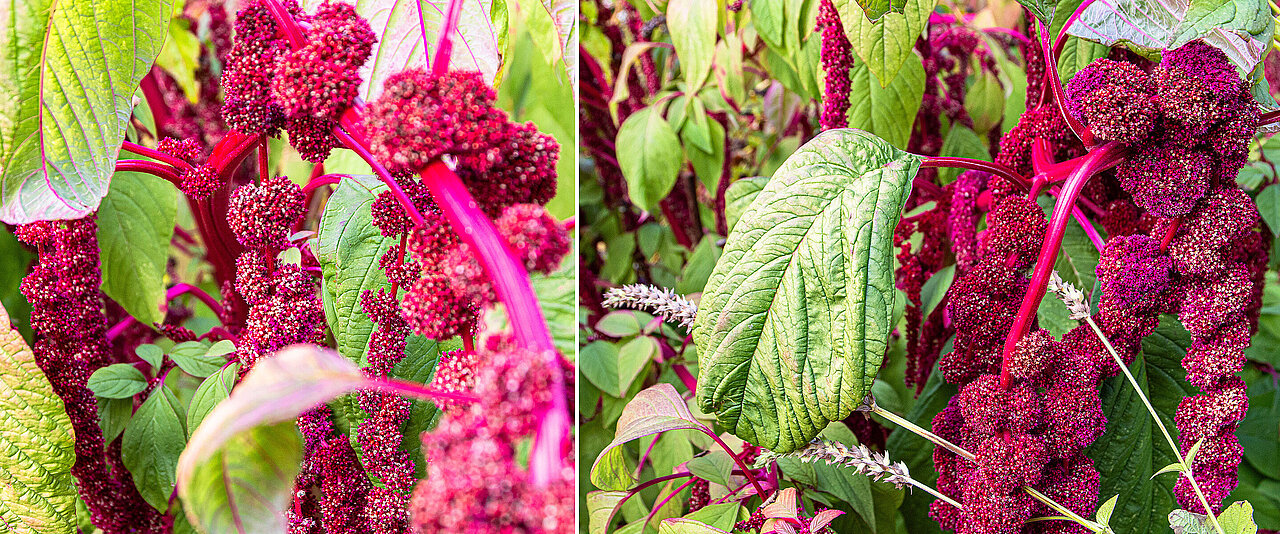 Stängel und Fruchtstände des Garten-Fuchsschwanzes (Amaranthus caudatus).
